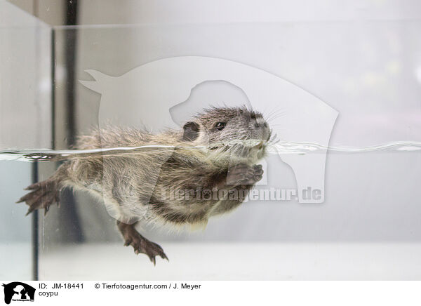 coypu / JM-18441