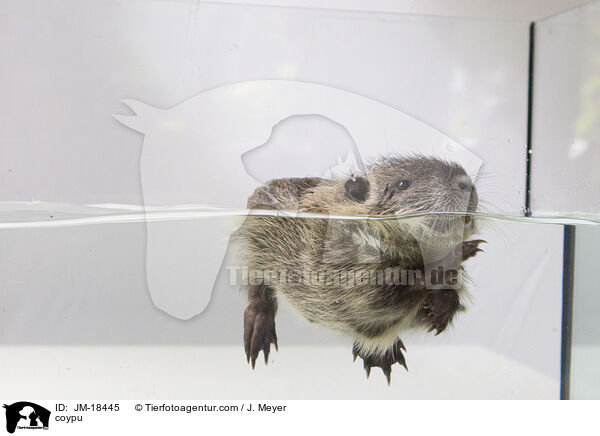 Nutria / coypu / JM-18445