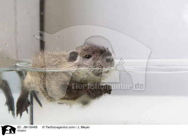 coypu / JM-18446