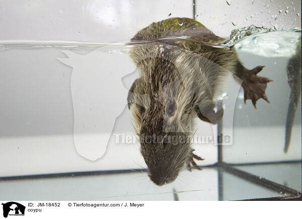 coypu / JM-18452