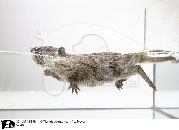 coypu / JM-18458