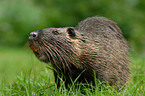 Nutria