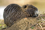Nutria
