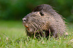 Nutria