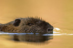 swimming Nutria