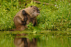 coypu