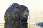 coypu
