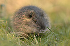 coypu