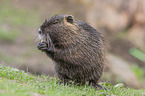 coypu