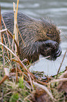 coypu