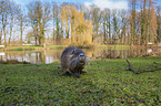 coypu