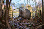 coypu