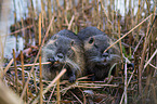 coypus