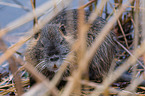 coypu