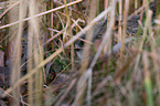 coypu
