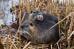coypus