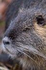 coypu
