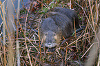 coypus