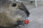 coypu