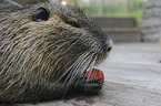 coypu