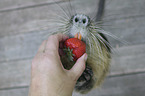 coypu