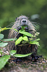 sitting Nutria