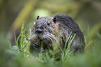 sitting Nutria