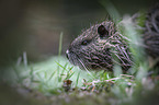 Nutria portrait