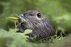 sitting Nutria