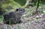 sitting Nutria
