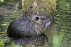 sitting Nutria