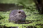 sitting Nutria