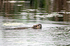 swimming Nutria