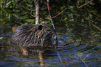 Nutria