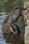 Nutrias in the water