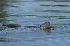 swimming Nutria