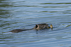 swimming Nutria