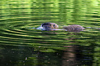 Nutria in the water