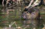 Nutria in the water