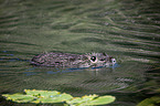 Nutria in the water