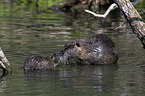 Nutrias in the water