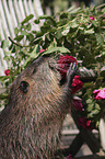 coypu