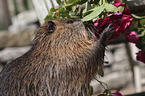 coypu