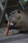 coypu