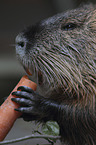 coypu