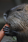 coypu