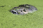 coypu