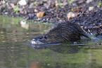 Nutria