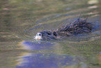 swimming Nutria