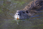 swimming Nutria